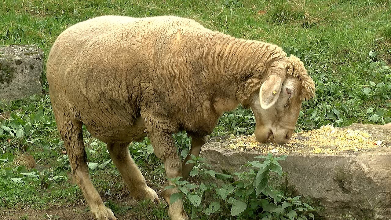 Tierische Geschichten: Schafe